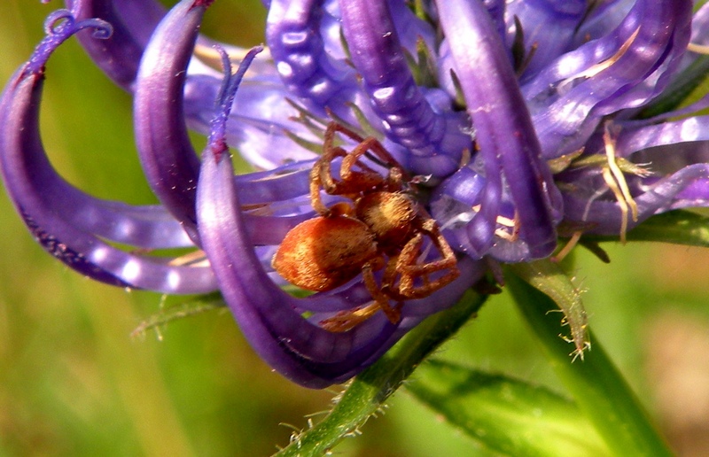 Philodromus sp.